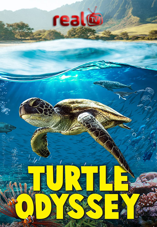 Turtle Odyssey